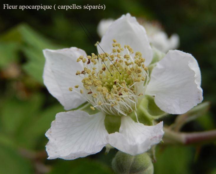 apocarpe fleur rubus fruticosus