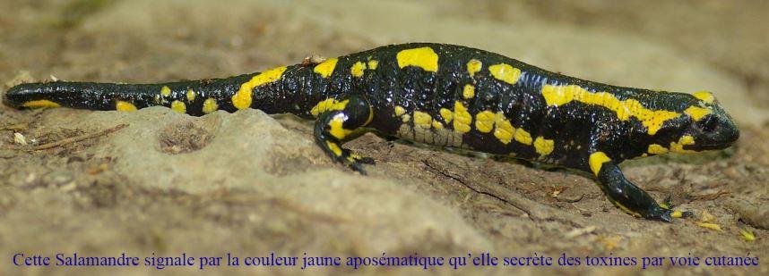 aposematique salamandre