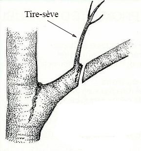 tire seve