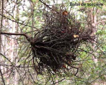 balai de sorciere